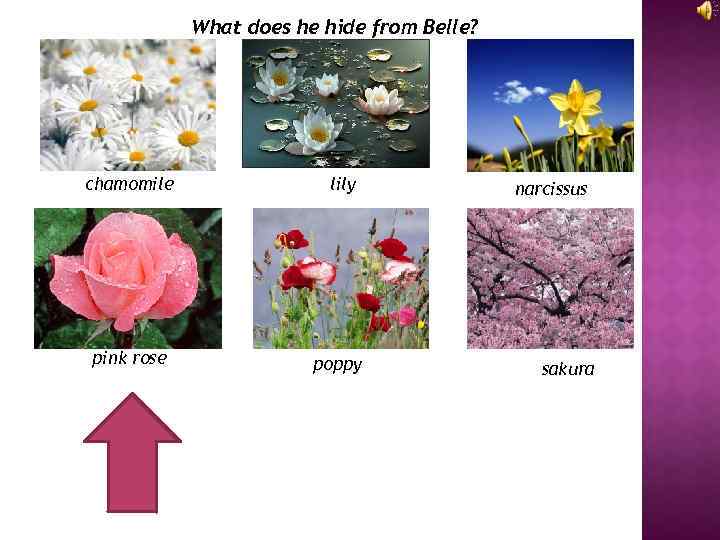 What does he hide from Belle? chamomile pink rose lily poppy narcissus sakura 