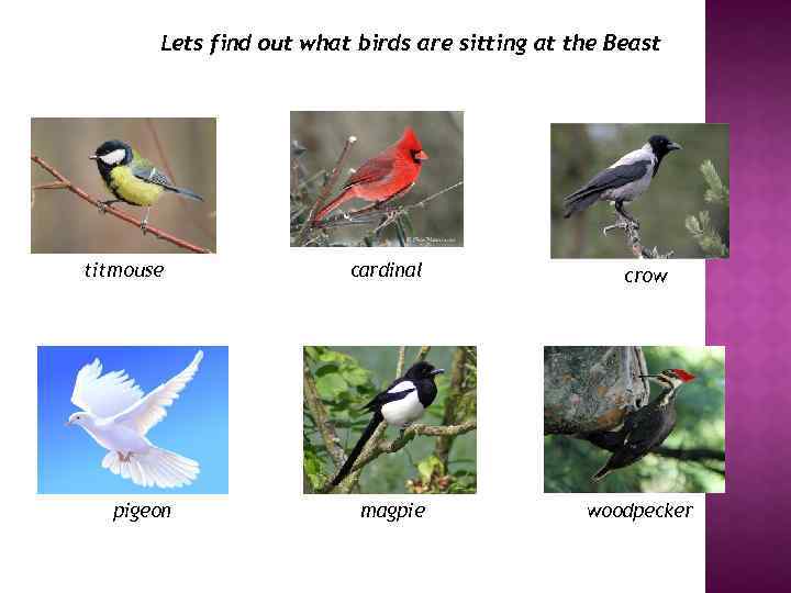 Lets find out what birds are sitting at the Beast titmouse pigeon cardinal magpie