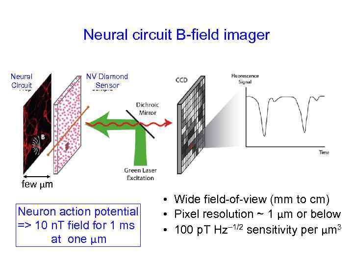 Neural circuit B-field imager Neural Circuit NV Diamond Sensor few μm Neuron action potential