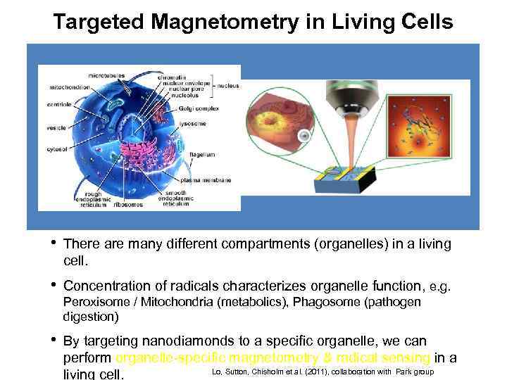Targeted Magnetometry in Living Cells • There are many different compartments (organelles) in a
