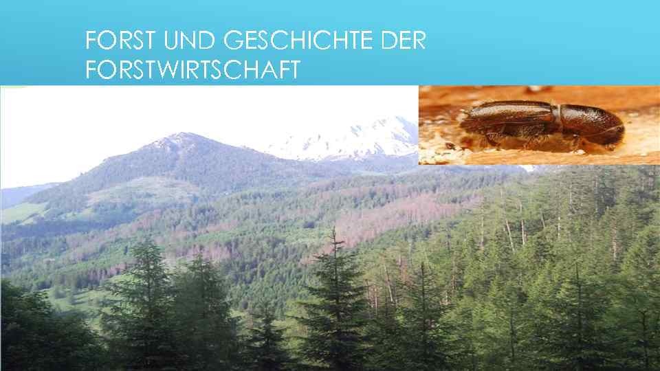 FORST UND GESCHICHTE DER FORSTWIRTSCHAFT 