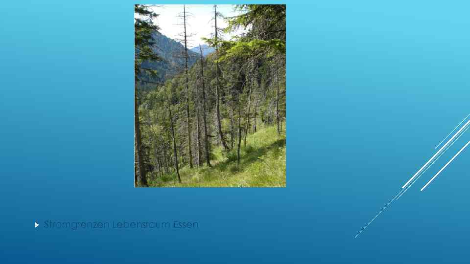  Stromgrenzen Lebensraum Essen 