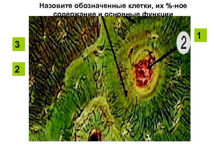 Назовите обозначенные клетки, их %-ное содержание и основные функции 3 2 1 