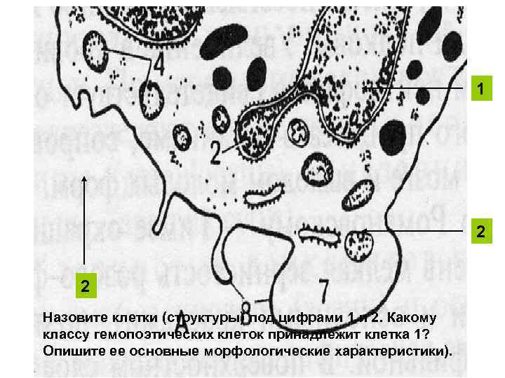 1 2 2 Назовите клетки (структуры) под цифрами 1 и 2. Какому классу гемопоэтических