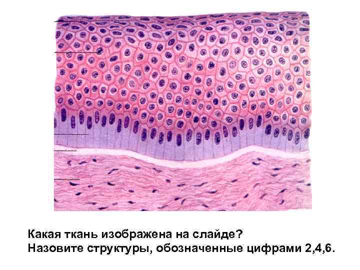 Какие ткани изображены на картинке