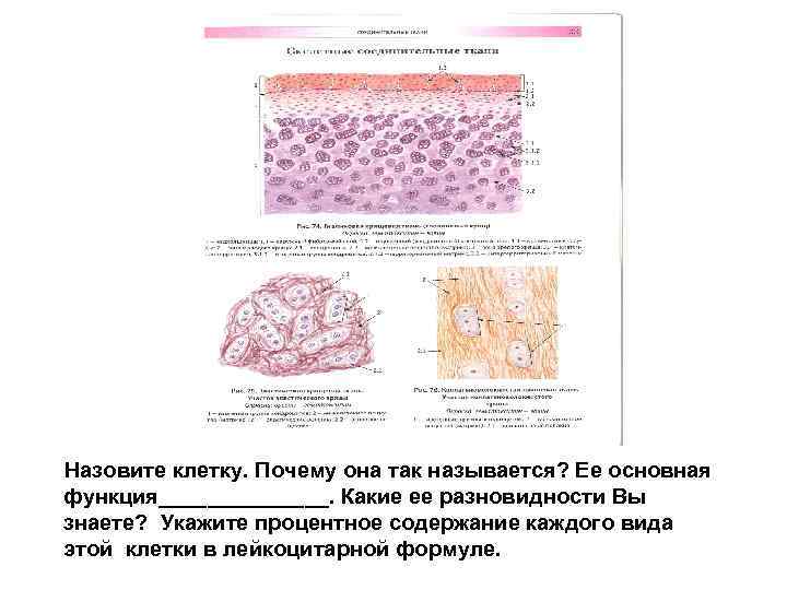 Назовите клетку. Почему она так называется? Ее основная функция_______. Какие ее разновидности Вы знаете?