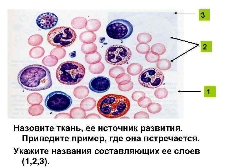 3 2 1 Назовите ткань, ее источник развития. Приведите пример, где она встречается. Укажите