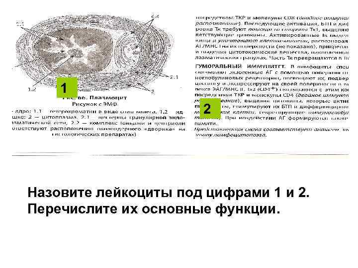 1 2 Назовите лейкоциты под цифрами 1 и 2. Перечислите их основные функции. 