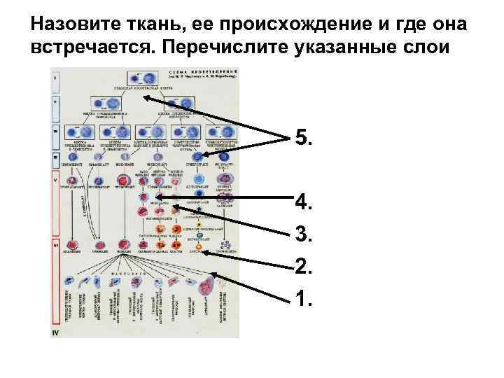 Назовите ткань, ее происхождение и где она встречается. Перечислите указанные слои 5. 4. 3.
