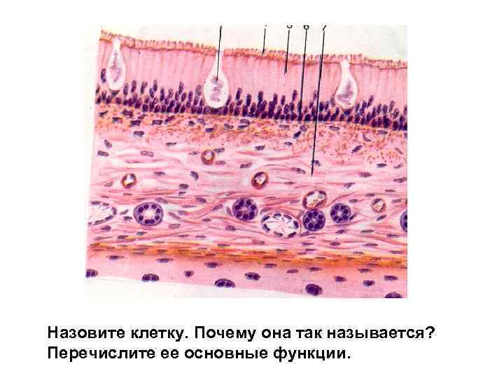 Назовите клетку. Почему она так называется? Перечислите ее основные функции. 