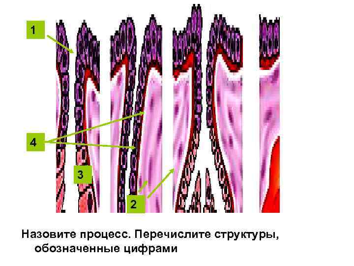 1 4 3 2 Назовите процесс. Перечислите структуры, обозначенные цифрами 