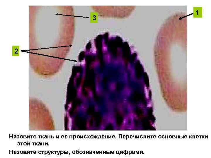 3 1 2 Назовите ткань и ее происхождение. Перечислите основные клетки этой ткани. Назовите