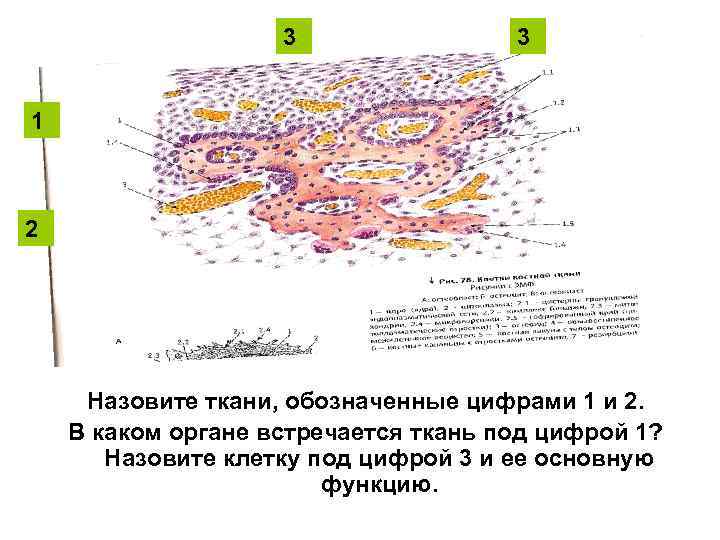 Какие ткани обозначены цифрами