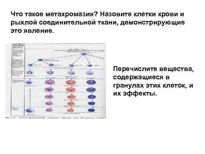Что такое метахромазия? Назовите клетки крови и рыхлой соединительной ткани, демонстрирующие это явление. Перечислите