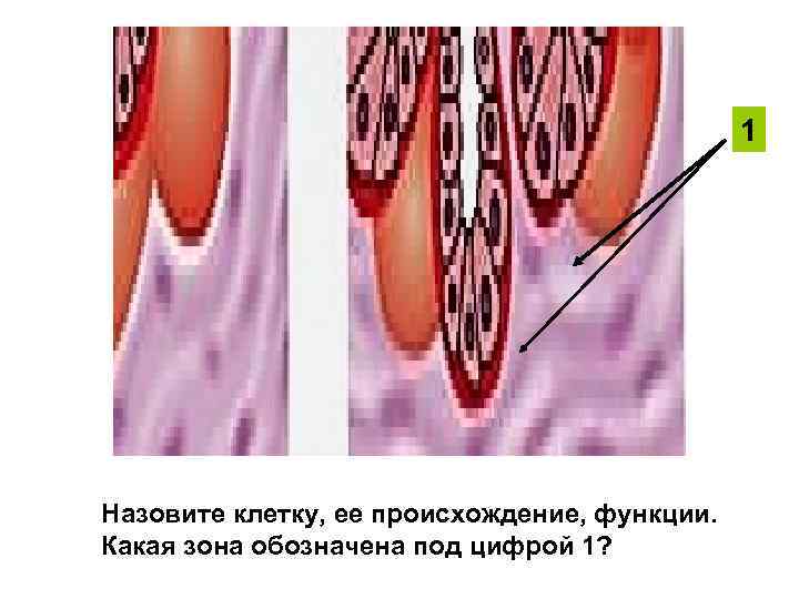 1 Назовите клетку, ее происхождение, функции. Какая зона обозначена под цифрой 1? 
