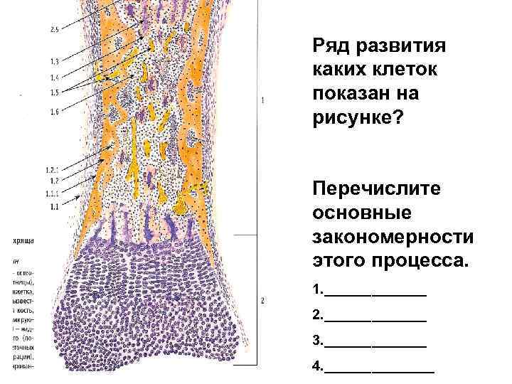 Ряд развития каких клеток показан на рисунке? Перечислите основные закономерности этого процесса. 1. _______