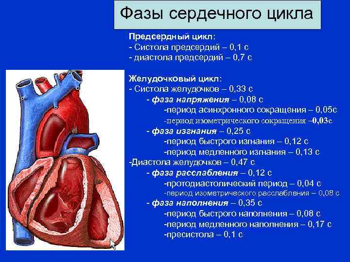 Давление правого предсердия. Систола предсердий систола желудочков. Сердечный цикл систола предсердий систола желудочков диастола. Сердце фазы сердечного цикла. Миокард желудочков диастолы.