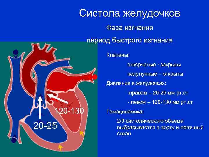 Что такое систола сердца