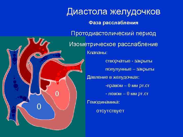 Какой клапан находится на границе левого желудочка