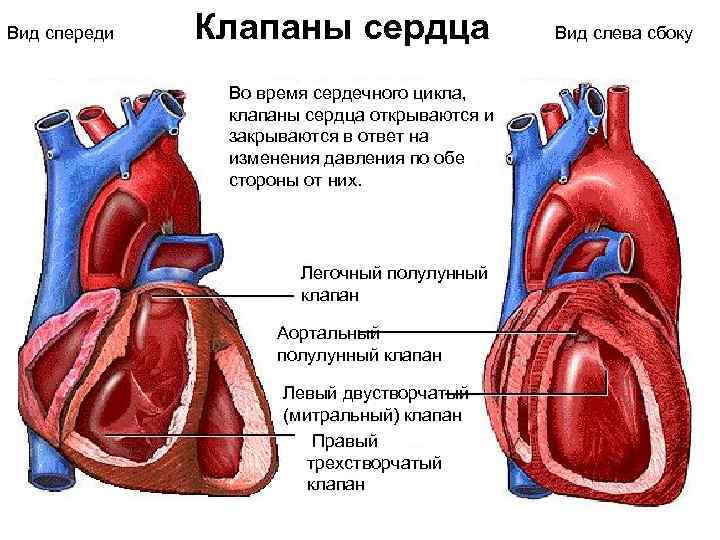 Сердечный клапан. Полулунный клапан сердца схема. Блок схема клапаны сердца. Пульмональный клапан сердца. Виды клапанов сердца.