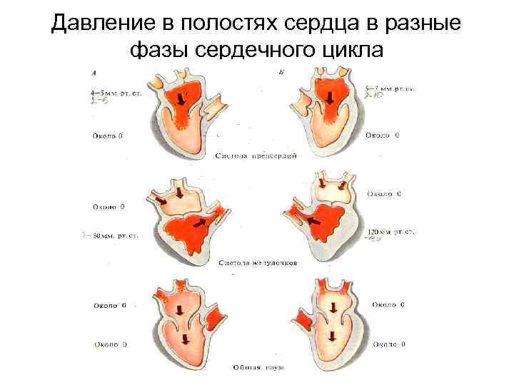 Фазы сердечного цикла рисунок