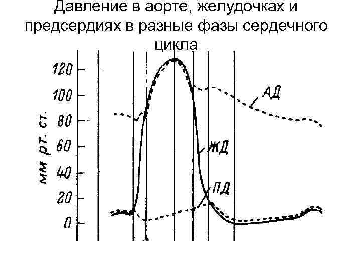 Полулунный клапан на латыни