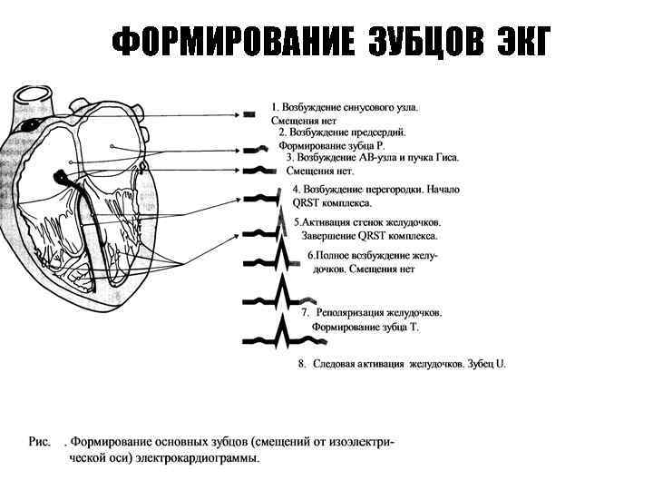 ФОРМИРОВАНИЕ ЗУБЦОВ ЭКГ 