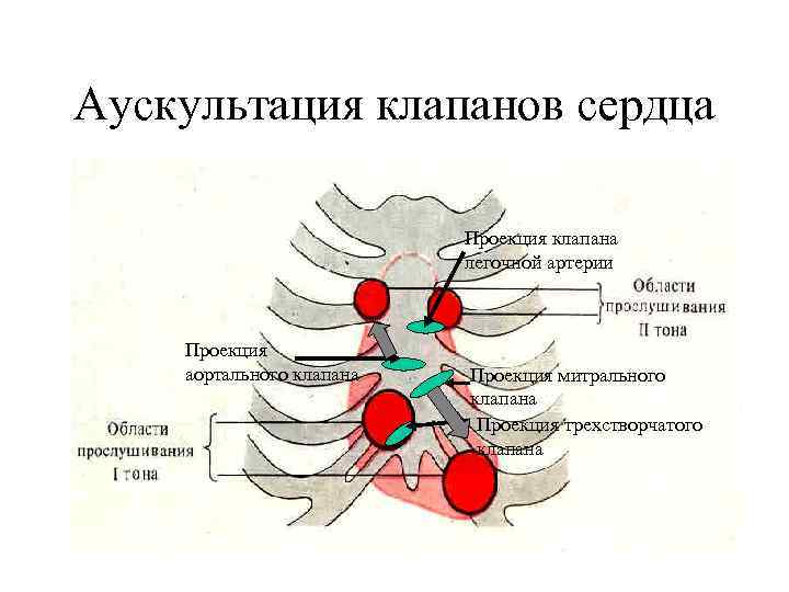 Аускультация клапанов сердца Проекция клапана легочной артерии Проекция аортального клапана Проекция митрального клапана Проекция