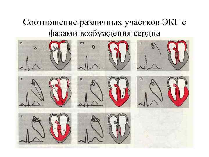 Возбуждение сердца