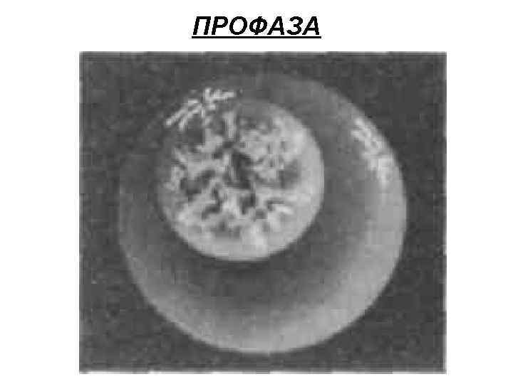 ПРОФАЗА 