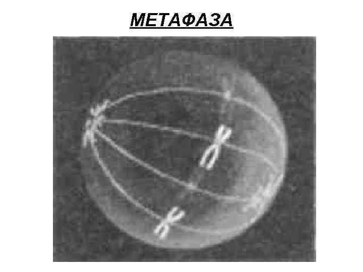 МЕТАФАЗА 