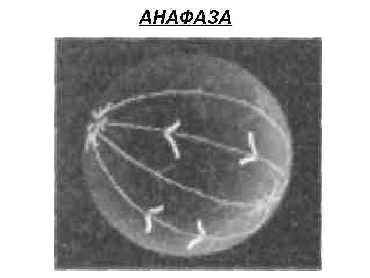 АНАФАЗА 