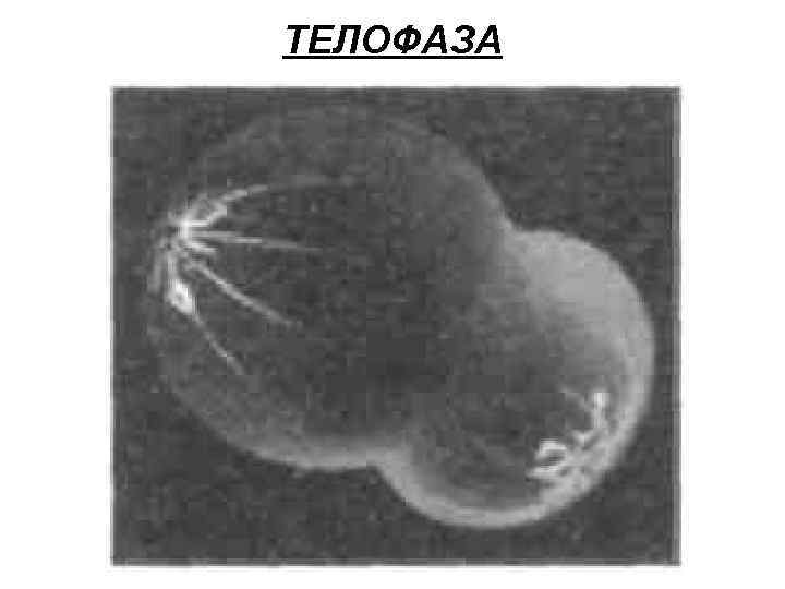 ТЕЛОФАЗА 