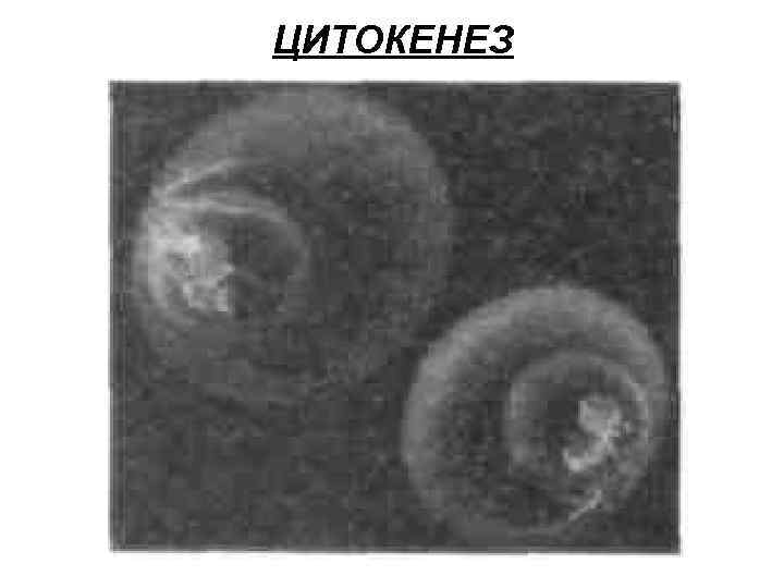 ЦИТОКЕНЕЗ 