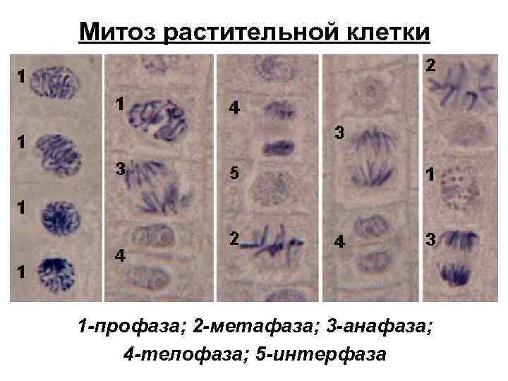 Митоз растительной клетки 1 -профаза; 2 -метафаза; 3 -анафаза; 4 -телофаза; 5 -интерфаза 