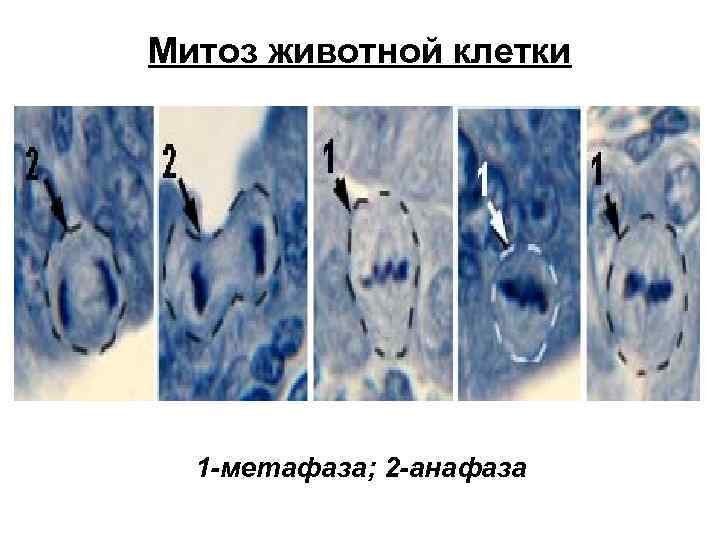 Митоз животной клетки 1 -метафаза; 2 -анафаза 