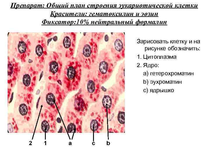 План строения простейших соответствует общим чертам организации ядерной клетки безъядерной клетки