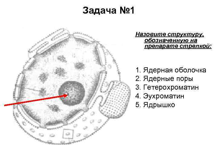 Определите фазу и тип деления диплоидной клетки изображенной на рисунке