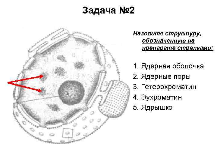 Определите фазу и тип деления диплоидной клетки изображенной на рисунке дайте обоснованный