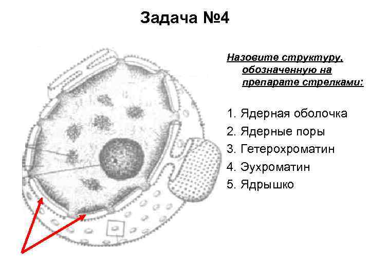 Задача № 4 Назовите структуру, обозначенную на препарате стрелками: 1. Ядерная оболочка 2. Ядерные