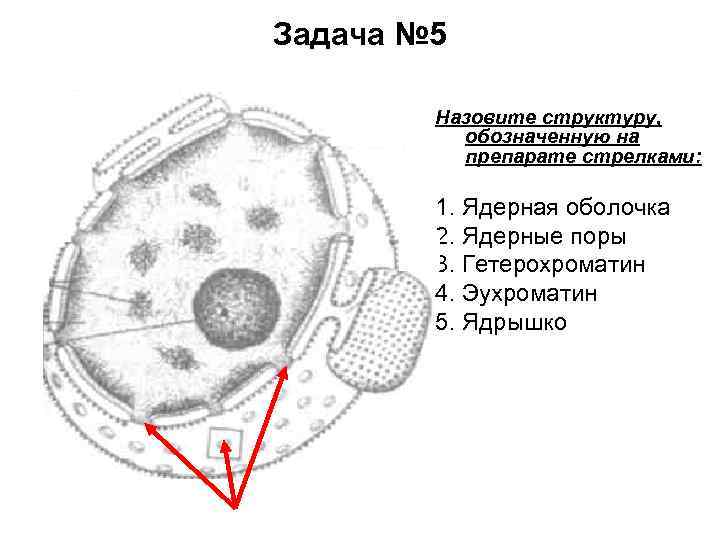 Где найти чертеж особые ядра