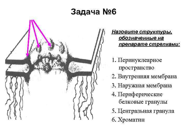 Задача № 6 Назовите структуры, обозначенные на препарате стрелками: 1. Перинуклеарное пространство 2. Внутренняя