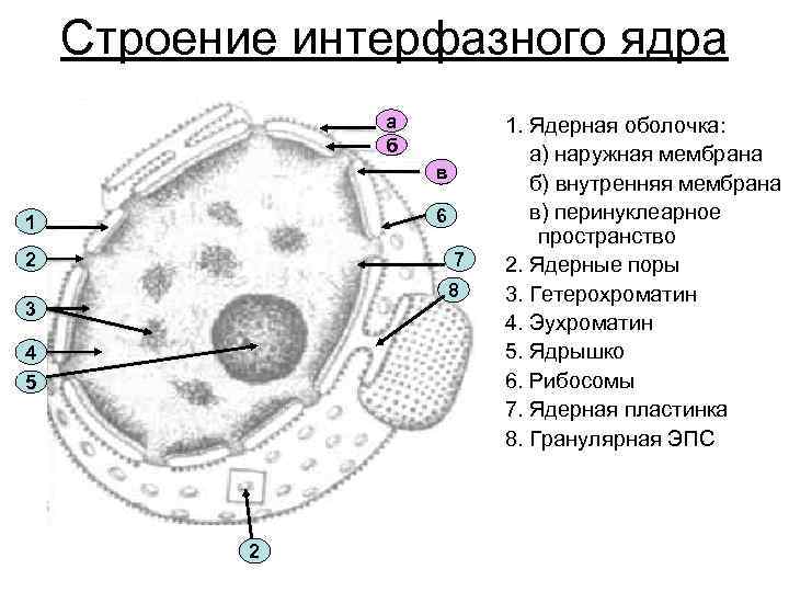 Схема строения ядра клетки