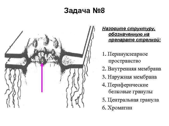 Задача № 8 Назовите структуру, обозначенную на препарате стрелкой: 1. Перинуклеарное пространство 2. Внутренняя
