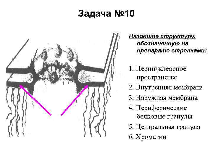Задача № 10 Назовите структуру, обозначенную на препарате стрелками: 1. Перинуклеарное пространство 2. Внутренняя