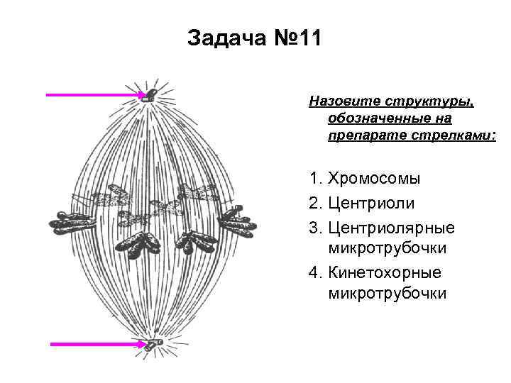 Задача № 11 Назовите структуры, обозначенные на препарате стрелками: 1. Хромосомы 2. Центриоли 3.