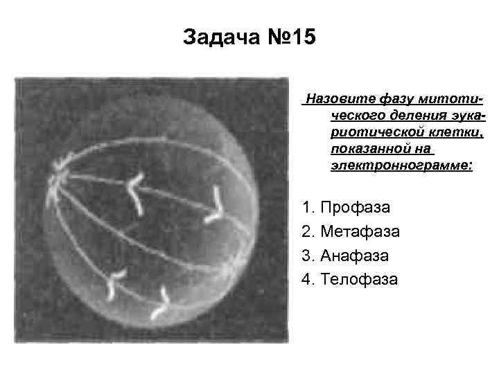 Задача № 15 Назовите фазу митотического деления эукариотической клетки, показанной на электроннограмме: 1. Профаза