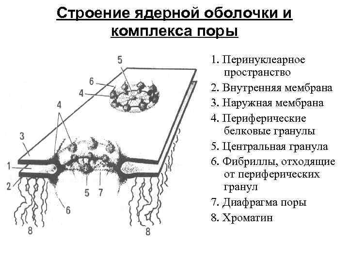 Строение ядерной оболочки и комплекса поры 1. Перинуклеарное пространство 2. Внутренняя мембрана 3. Наружная