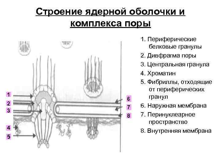 Строение ядерной оболочки и комплекса поры 1 2 3 4 5 6 7 8