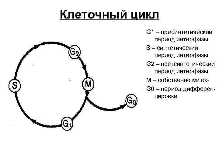 Клеточный цикл G 1 – пресинтетический период интерфазы S – синтетический период интерфазы G